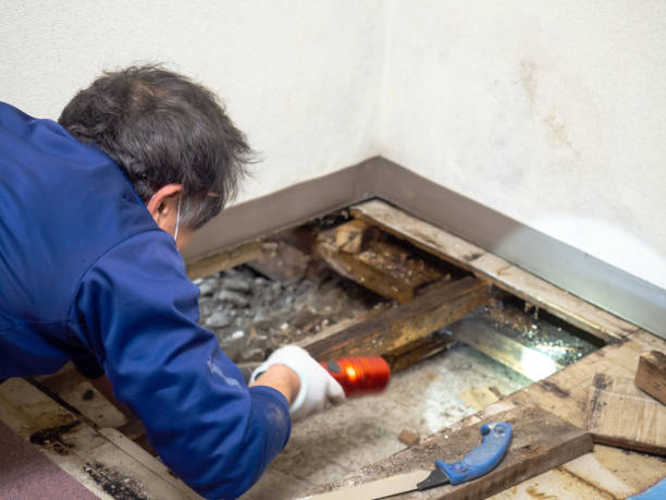 Mold Testing and Removal in Villanova, PA