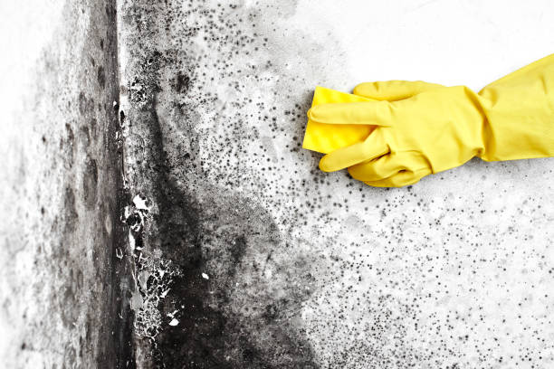 Best Residential Mold Removal  in Villanova, PA