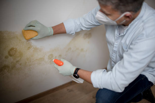 Best Fast Mold Removal  in Villanova, PA