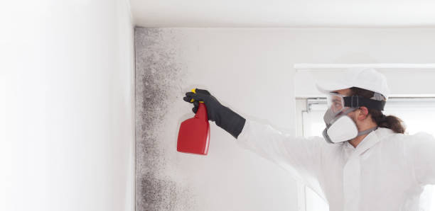 Best Affordable Mold Removal  in Villanova, PA