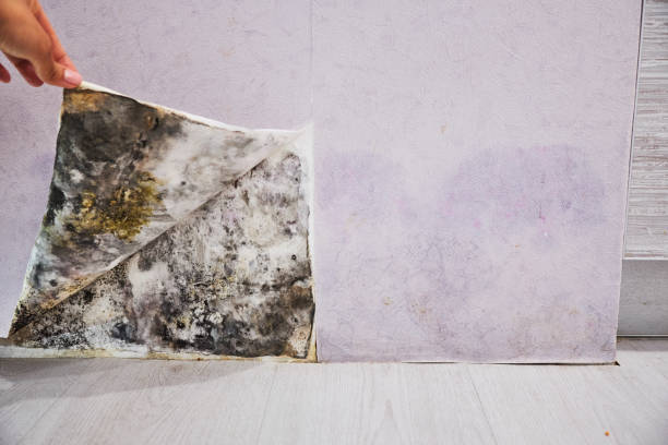 Office Mold Removal Services in Villanova, PA